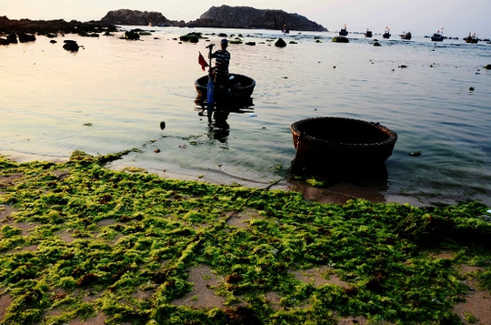 [-]Ngỡ[-]ngàng[-]trước[-]vẻ[-]đẹp[-]mùa[-]rêu[-]biển[-]Nhơn[-]Hải